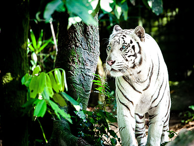 close up photo of albino tiger thumbnail