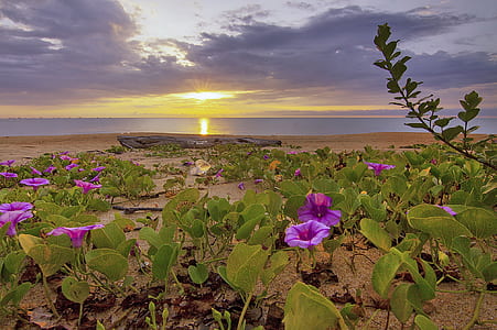 sea, dawn, sky, sunset thumbnail