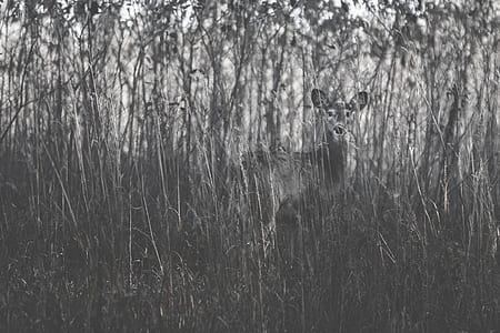 grayscale photography of deer behind pants thumbnail