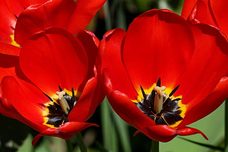 four red flowers thumbnail