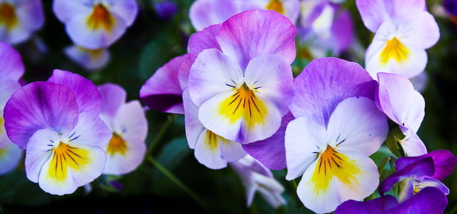 purple and white clustered flower thumbnail