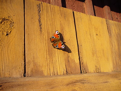 closeup photo of peacock butterfly thumbnail