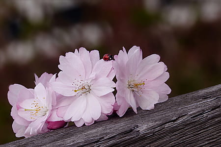 three pink petaled flowers on gray tree thumbnail