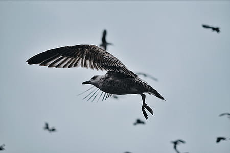 selective focus photography of gray flying gull thumbnail
