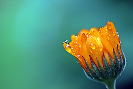 orange daisy selective-focus photography thumbnail