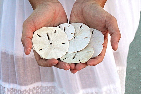 vacation, travel, tropical, holiday, sand dollars, beach thumbnail