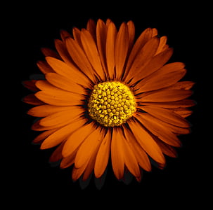 orange sunflower with dim light background thumbnail