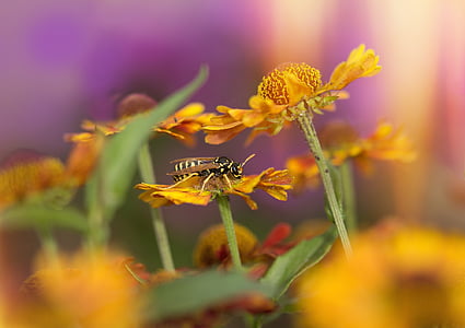 black and yellow bee perched on yellow flower thumbnail