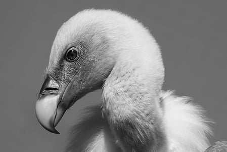 grayscale photography of short-beaked bird thumbnail