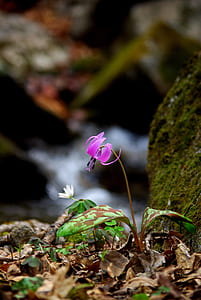 selective focus photography of pink lily flower thumbnail