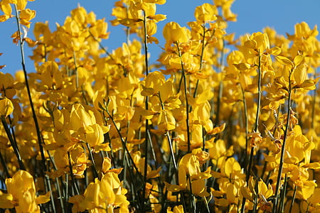yellow flowers thumbnail