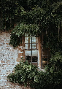 concrete building with multi-lite door surrounded with leaves thumbnail