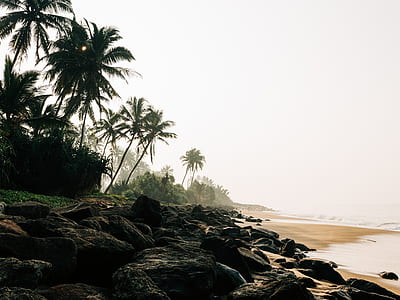 green trees near seashore during daytime thumbnail
