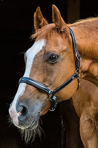 brown and white horse close-up photography thumbnail
