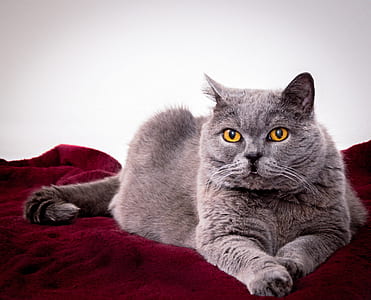 gray cat on red fabric surface thumbnail