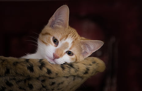orange tabby kitten leaning on sofa thumbnail