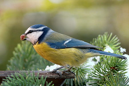 blue and yellow bird on pine tree closeup photo thumbnail