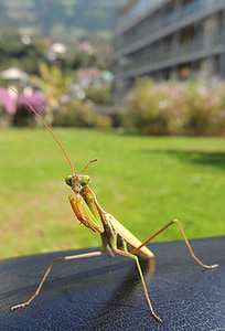 green praying mantis thumbnail