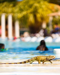 Iguana Crossing thumbnail