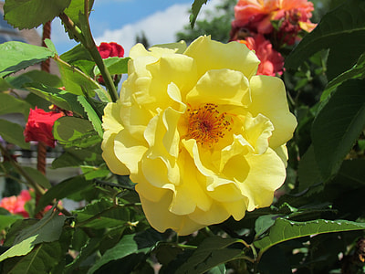 yellow flower in bloom thumbnail