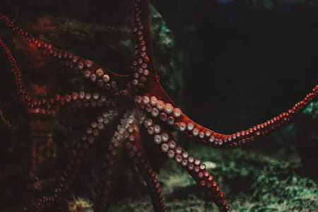 red octopus thumbnail