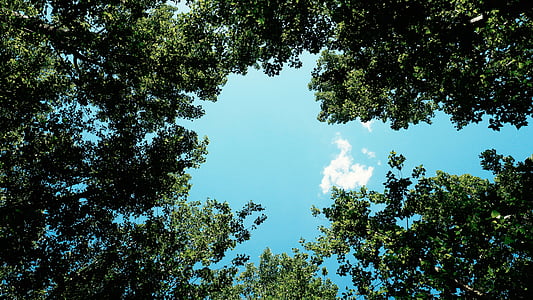 worms eye view of trees thumbnail
