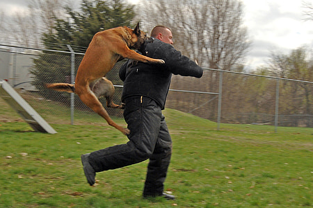 dog biting running man on green grassfield thumbnail