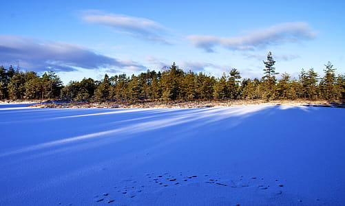 Photo of Forest During Winter thumbnail