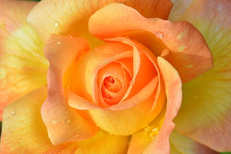 macro photography of orange petaled flower thumbnail