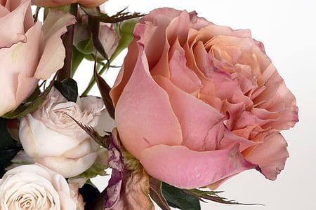 closeup photo of pink rose in full bloom thumbnail
