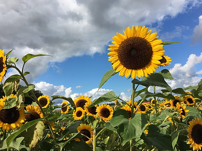 sunflowers in bloom thumbnail