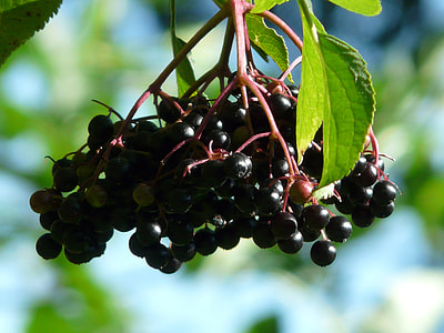 Black Elderberry, Sambucus Nigra thumbnail