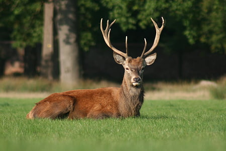 brown deer reclining on green grass field thumbnail