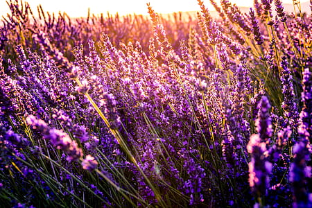 lavender field during golden hour thumbnail