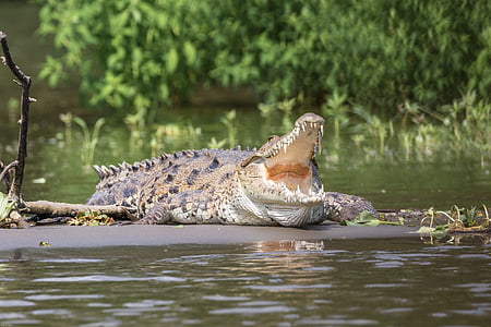 shallow focus photography of crocodile near lake thumbnail