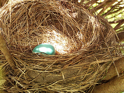 selective focus photography of blue egg in hutch thumbnail