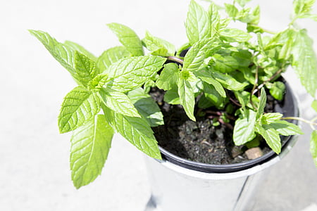 green leafed plant in white pot thumbnail