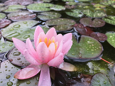 pink lotus flower thumbnail