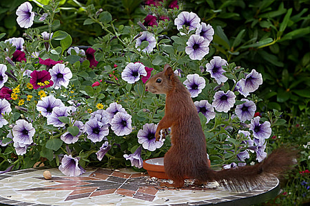 purple flowers thumbnail