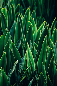 closeup photo of green leafed plants thumbnail