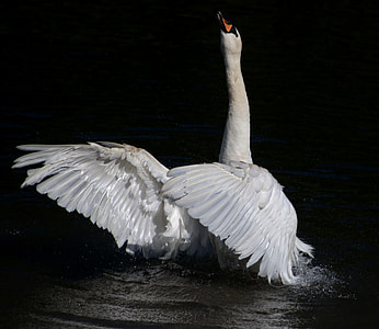 white swan on water thumbnail