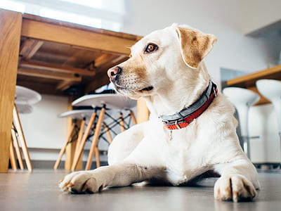 adult yellow Labrador retriever lying on gray floor near the brown wooden table inside the room thumbnail
