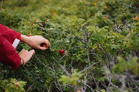 Person Holding Fruit on Plant thumbnail