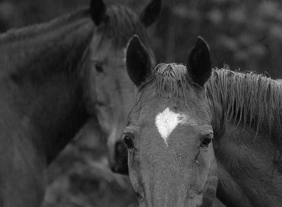 two black horse photo thumbnail
