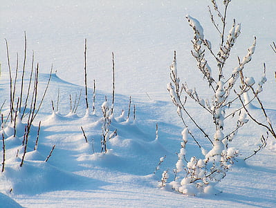 photo of white snow covered with trees thumbnail
