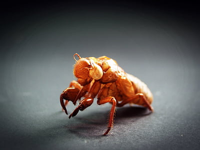 close-up photo of brown 6-legged insect thumbnail
