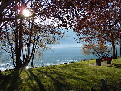 red leafed trees near body of water thumbnail