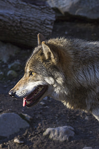 gray and white wolf in close-up photo thumbnail