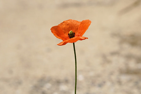 orange poppy flower macro photography thumbnail