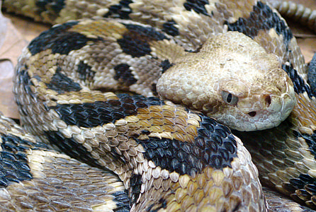 Timber Rattlesnake - Crotalus horridus thumbnail